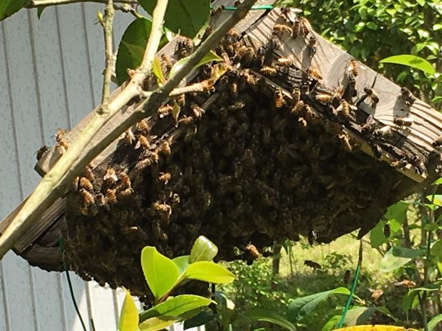 日本ミツバチ　分蜂